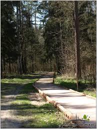 Szlak Dębów Królewskich